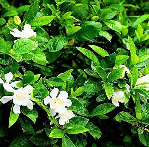 50 Piezas Semillas De Gardenia Hoja Siempre Verde Hojas Y Flores Blancas Reliquias Familiares Tienen Un Aspecto Perfecto Jardín Terraza Patio Completo Disfrute Visual Plantación Eficiente