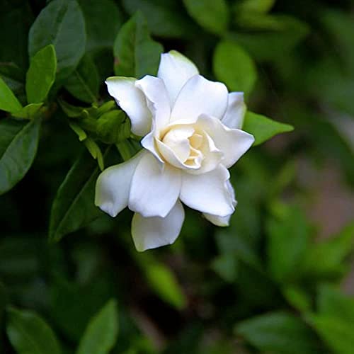 50 Piezas Semillas De Gardenia Hoja Siempre Verde Hojas Y Flores Blancas Reliquias Familiares Tienen Un Aspecto Perfecto Jardín Terraza Patio Completo Disfrute Visual Plantación Eficiente