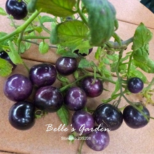 50pcs Rose 'Azul' semillas de tomate Nueva variedad púrpura de tomate Vegetable Seeds Inicio Jardín Bonsai planta de tomate de bricolaje