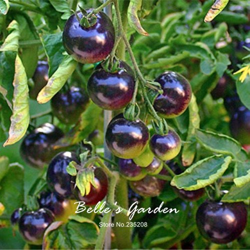 50pcs Rose 'Azul' semillas de tomate Nueva variedad púrpura de tomate Vegetable Seeds Inicio Jardín Bonsai planta de tomate de bricolaje