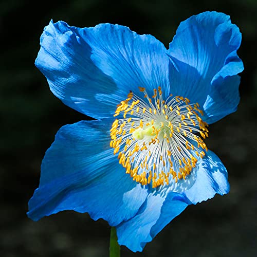 Benoon Poppys Seeds, 100Pcs / Bag Poppys Seeds Hardy Plantas Raras Pétalo Azul Interior Exterior Siembra Semillas De Flores Para El Hogar Azul