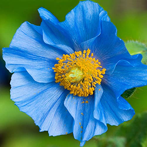 Benoon Poppys Seeds, 100Pcs / Bag Poppys Seeds Hardy Plantas Raras Pétalo Azul Interior Exterior Siembra Semillas De Flores Para El Hogar Azul