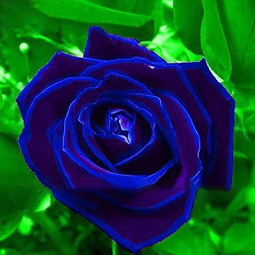Benoon Semillas De Rosas, 50 Piezas/Bolsa Semillas De Rosas Plantas De Semillero De Flores Rústicas Azules Multiusos Naturales Para Jardín Azul medianoche semilla de rosa