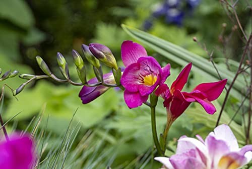 Bulbos de Flores (10 X Fresia ROSA)