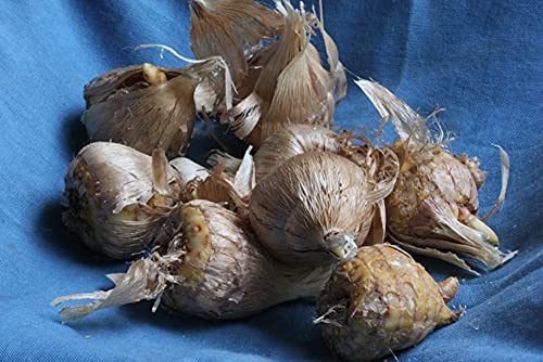 Bulbos de Flores (10 X Fresia ROSA)