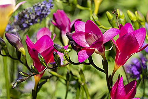 Bulbos de Flores (10 X Fresia ROSA)
