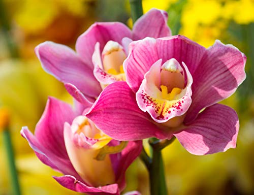 CULTIVERS Abono Orquídeas Ecológico de 1 Kg. Fertilizante de Origen 100% Orgánico y Vegano Granulado. Potencia el Crecimiento y Estimula la Floración