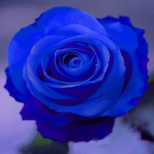 Las semillas de rosa, plantas 50pcs / bag Rose semilla natural multi-uso de flores azul rústica para jardín