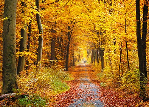 LYWYGG 7x5FT Hojas caídas Paisaje de Hoja caduca Paisaje Natural Telones de Fondo de otoño Árbol y Hojas de otoño Amarillas Ver Decoraciones de Fiesta CP-68