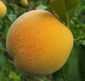 Melocotonero Calanda - Arbol frutal vivo