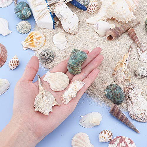 PandaHall 330 g de Forma Mixta sin perforar, Cuentas de Concha de mar sin Agujero, Conchas Marinas Naturales del océano de la Playa, Conchas Marinas para decoración del hogar, Fiestas, Bodas