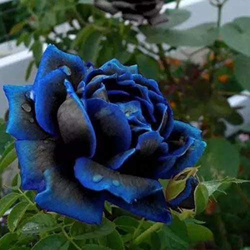 Semillas de rosa azul, 20 piezas / bolsa Semillas de rosa Dulce Fácil de plantar Planta perenne azul Bonsai Semillas de flores para jardín