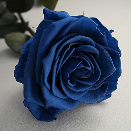 Semillas de rosa azul, 20 piezas / bolsa Semillas de rosa Dulce Fácil de plantar Planta perenne azul Bonsai Semillas de flores para jardín