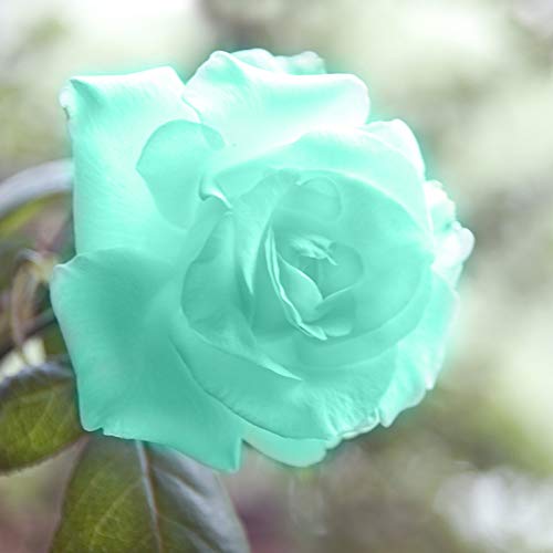 Semillas de rosas azules, 100 piezas / bolsa Semillas de rosas Dulce Fácil de plantar Planta verde perenne Bonsai Semillas de flores de rosas para jardín