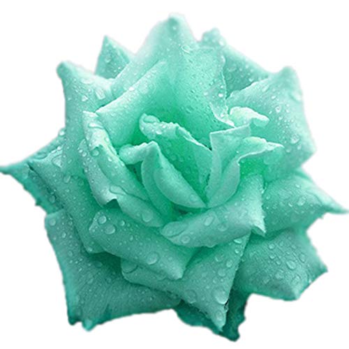 Semillas de rosas azules, 100 piezas / bolsa Semillas de rosas Dulce Fácil de plantar Planta verde perenne Bonsai Semillas de flores de rosas para jardín