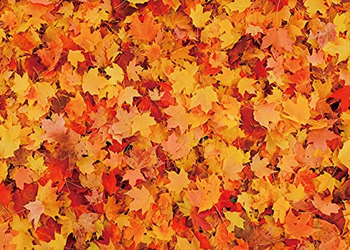 Tela Otoño Hoja de Arce Telón de fondo Otoño Bosque de Otoño Hojas Caídas Fotografía Fondo Día de Acción de Gracias Niños Fiesta de Cumpleaños Decoraciones Retrato Foto Estudio Fot