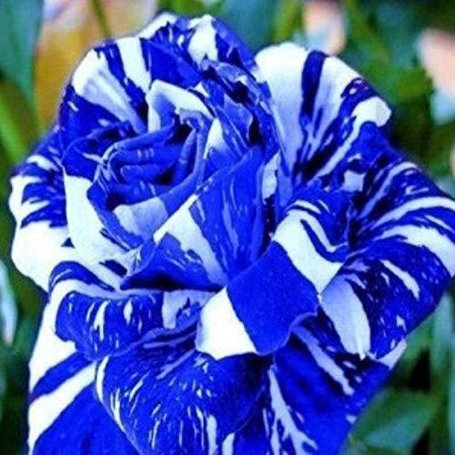 TOYHEART 100 Piezas De Semillas De Flores De Primera Calidad, Semillas De Rosas, Raras Y Prolíficas, Bonsais Azules, Plantas De Jardín, Semillas De Flores Para Balcón Azul