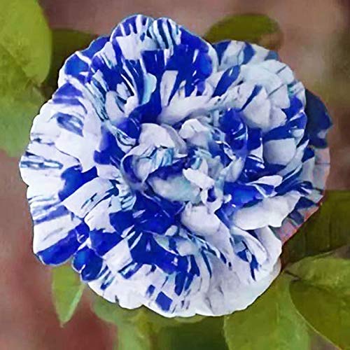 TOYHEART 100 Piezas De Semillas De Flores De Primera Calidad, Semillas De Rosas, Raras Y Prolíficas, Bonsais Azules, Plantas De Jardín, Semillas De Flores Para Balcón Azul