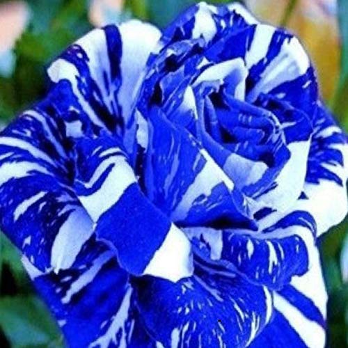 TOYHEART 100 Piezas De Semillas De Flores De Primera Calidad, Semillas De Rosas, Raras Y Prolíficas, Bonsais Azules, Plantas De Jardín, Semillas De Flores Para Balcón Azul