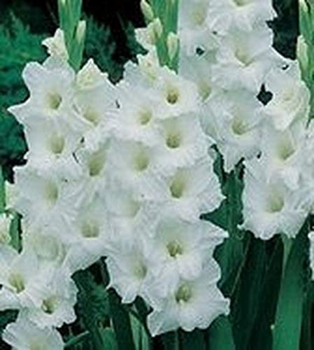 20 piezas de bulbos de gladiolo Floración blanca Bulbos de gladiolo Flores Floración perennes Espada Lily Gladiolos Bulbos Más