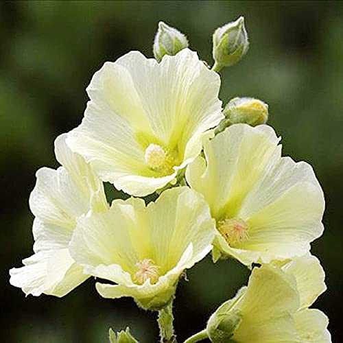 50 Piezas Amarillo Claro Hermoso Encantador Semillas De Malvarrosa Adecuado Para Su Jardín Plantación Jardinería Flores Especiales