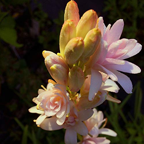 50 Unids/Bolsa Semillas De Tuberose Viables Productivas Floración Natural Fragante Ornamental Floral Bonsái Plántulas Para Plantas De Jardín Semillas De Jardín Semilla
