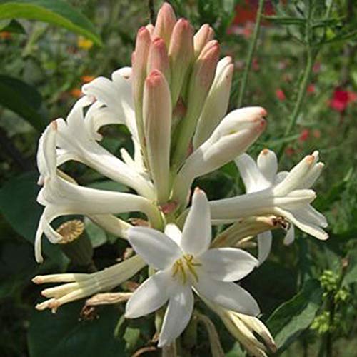 50 Unids/Bolsa Semillas De Tuberose Viables Productivas Floración Natural Fragante Ornamental Floral Bonsái Plántulas Para Plantas De Jardín Semillas De Jardín Semilla