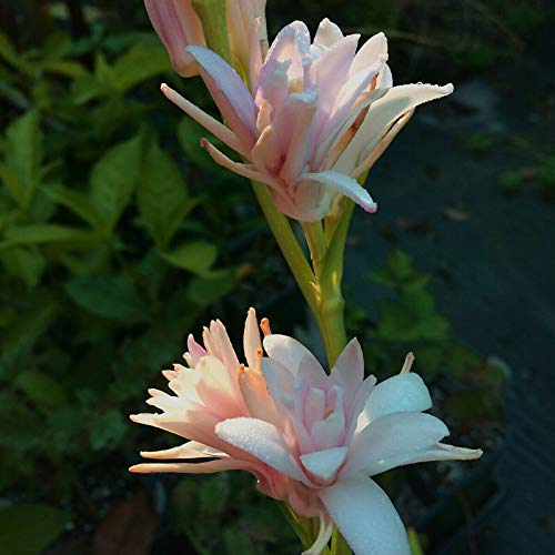 50 Unids/Bolsa Semillas De Tuberose Viables Productivas Floración Natural Fragante Ornamental Floral Bonsái Plántulas Para Plantas De Jardín Semillas De Jardín Semilla