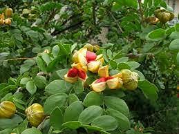Aamish 10 semillas de árboles de Lignum Vitae