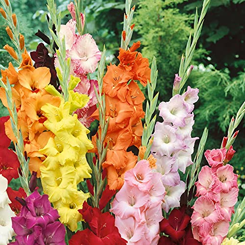 Exótico,Flores Jardín,Fácil Cuidar,Gladiolos Bulbos,Flor Ornamental,Bulbo Gladiolo Color Mezclado,Planta Rara-15 Bulbos