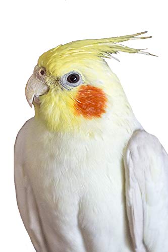 KIKI Alimento Cotorritas-Ninfas-Agapornis 5kg
