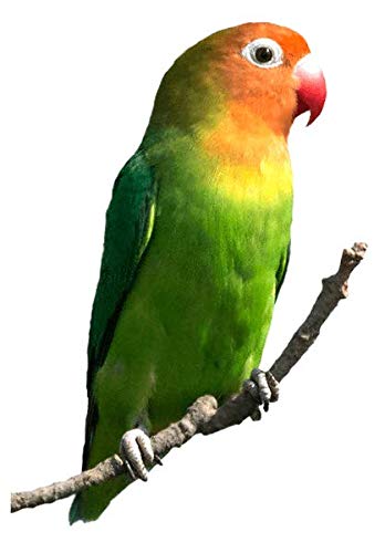KIKI Alimento Cotorritas-Ninfas-Agapornis 5kg