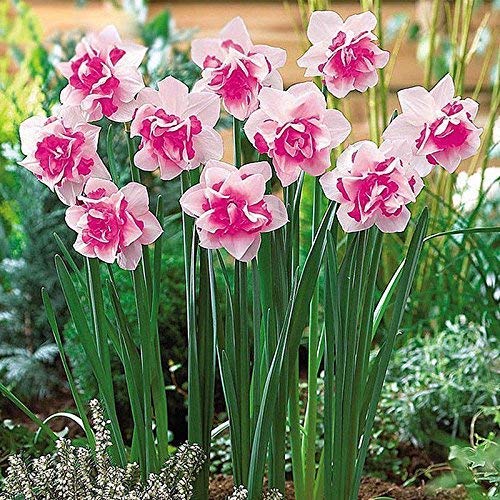 Portal Cool 400X Mixta narciso doble del narciso Bulbos Duo semillas de plantas de flores de primavera Decorra