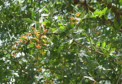 Portal Cool 50 Semillas: Pistacia Atlantica, pistachos Pistache árbol natural semillas frescas comestibles