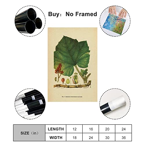 Póster Flor De Enciclopedia Vintage Moderno Pintura Botánica Arte Carteles Estéticos Oficina Unframe-style 24x36inch(60x90cm)
