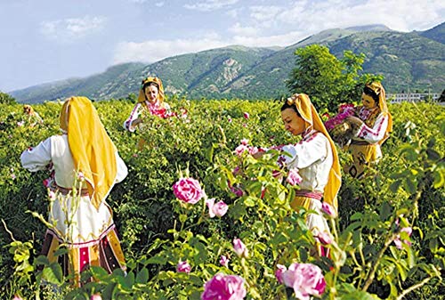 TooGet Brotes Naturales de Rosas Rojas Fragantes Pétalos de Rosa Flores Secas Al por Mayor - 225g